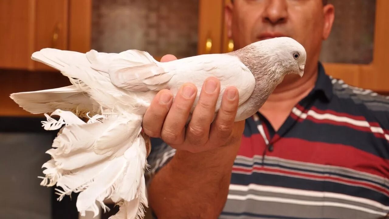 Голуби бойные 2020. Голубей казахстан. Северокавказские бойные космачи. Голуби казахстана павлодар. Голуби казахстана большие гигантские.