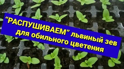 Львиный зев надо прищипывать в рассаде