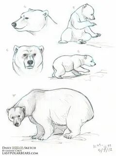 Белый медведь нарисовать