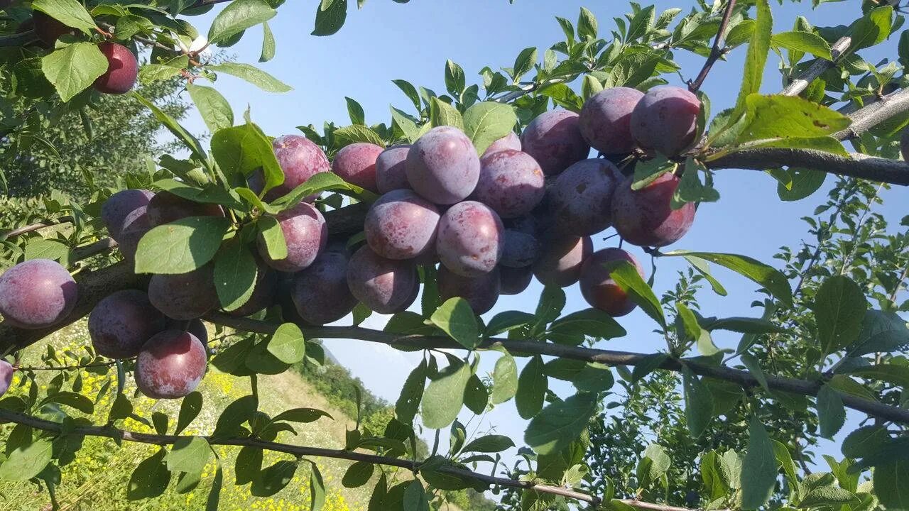 Слива Кабардинская ранняя. Сорт слива Кабардинская ранняя. Слива Кабардинская ранняя дерево. Слива Кабардинка ранняя. Заречная ранняя описание сорта фото