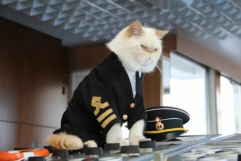 Формы котиков