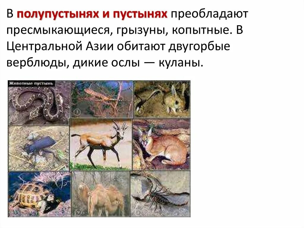 Животные пустынь Евразии. Животные полупустынь и пустынь Евразии. Животныйе центральной Азии. Животные в пустынях Евразии.