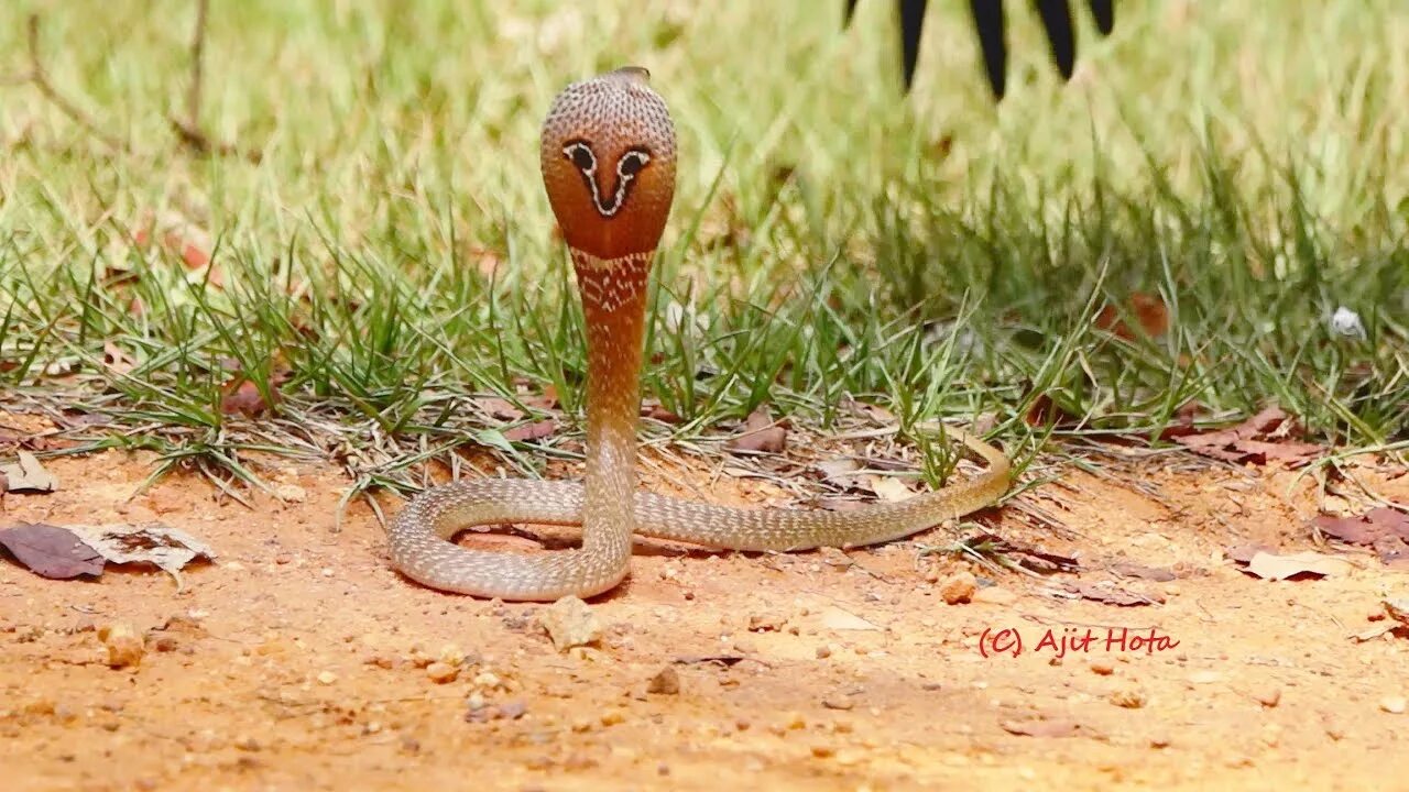 The cobra is a common poison