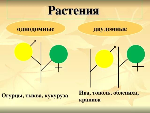 Обоеполые однодомные двудомные. Строение однодомного растения. Однодомные и двудомные растения. Схема однодомного растения. Типы растений однодомные и двудомные.