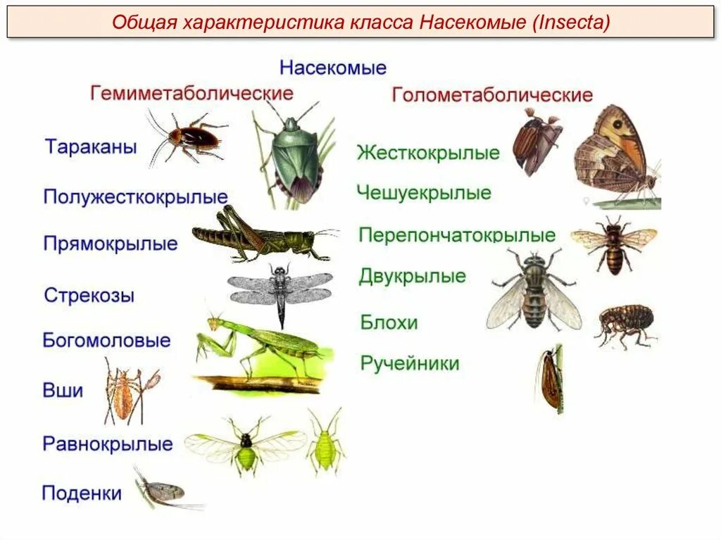 Какое значение имеет стадия личинки у насекомых. Типы развития насекомых с неполным превращением. с полным превращением 2) с неполным превращением. типы развития с полным и неполным превращением. цикл развития насекомых с неполным превращением.