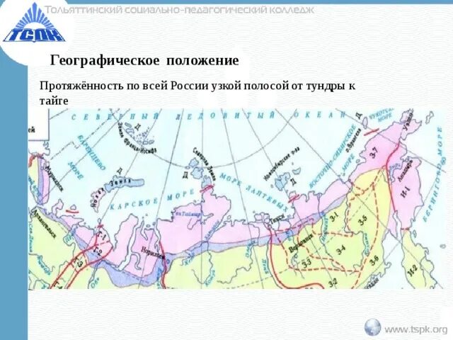 Расселение лесотундры. Протяженность тундры. Географическое положение лесотундры в России. Географическое положение тундры. Географическое положение тундры в России.