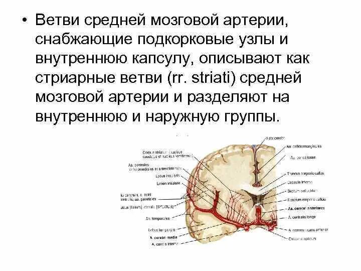 Ветви м2 сегмента средней мозговой артерии. Кровоснабжение средней мозговой артерии. Среднемозговая артерия ветви. Терминальные ветви средней мозговой артерии.