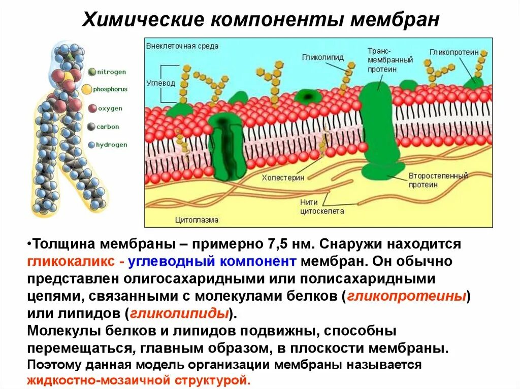 Фосфолипиды плазматической мембраны. Бислой клеточной мембраны. Липидный бислой клеточной мембраны. Мембранные липиды мембранные белки.