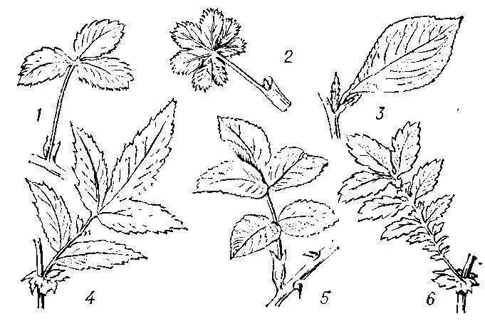 Стебель семейства розоцветных. Семейство розоцветные простые и сложные листья. Листорасположение розоцветных. Семейство розоцветные строение листьев. Розоцветные растения листья.