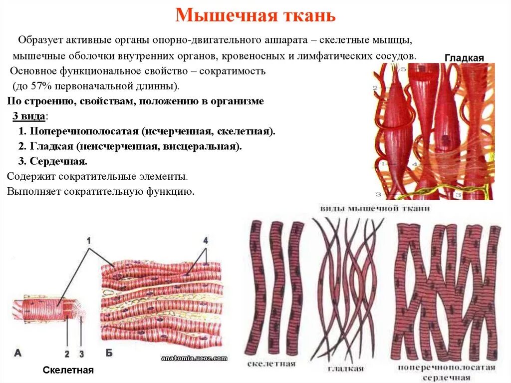 Гладкая мышечная ткань источник. Поперечно полосатое скелетное мышечное волокно. Гладкая мышечная ткань и Скелетная мышечная ткань. Поперечно-полосатой мышечной тканью образованы мышцы. Поперечнополосатая мышечная ткань структура.