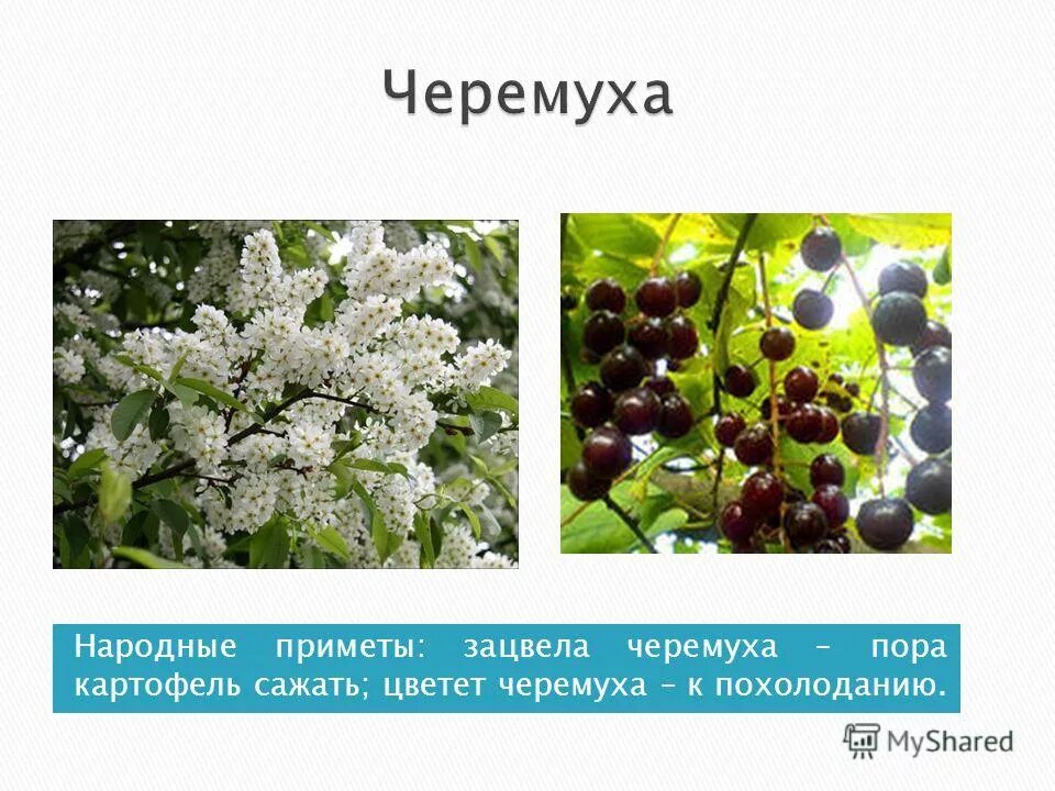 Черемуха приметы. Народные приметы о черемухе. цветёт черёмуха к похолоданию примета. черемуха описание. черемуха зацвела примета.