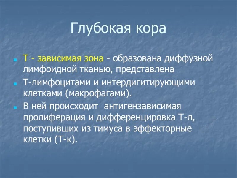 Т зависимые. Т зависимые зоны. Т И Б зависимые зоны. B-зависимая зона. Антигензависимая пролиферация.