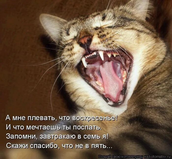 Почему коты начинают орать