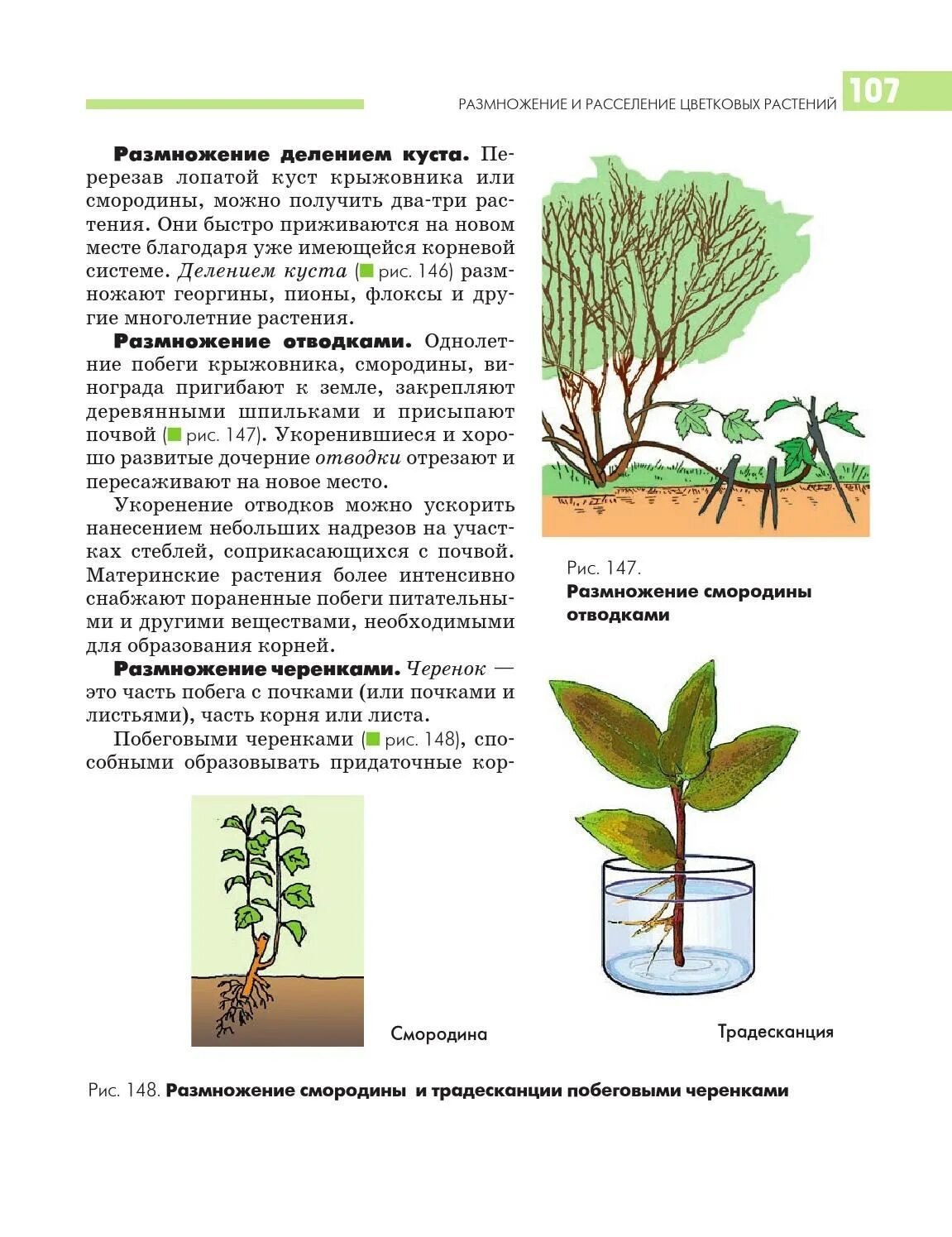 Как размножаются и расселяются. Как грибы размножаются и расселяются. Как размножаются и расселяются. Размножение цветковых растений. Способствует распространению семян растений.