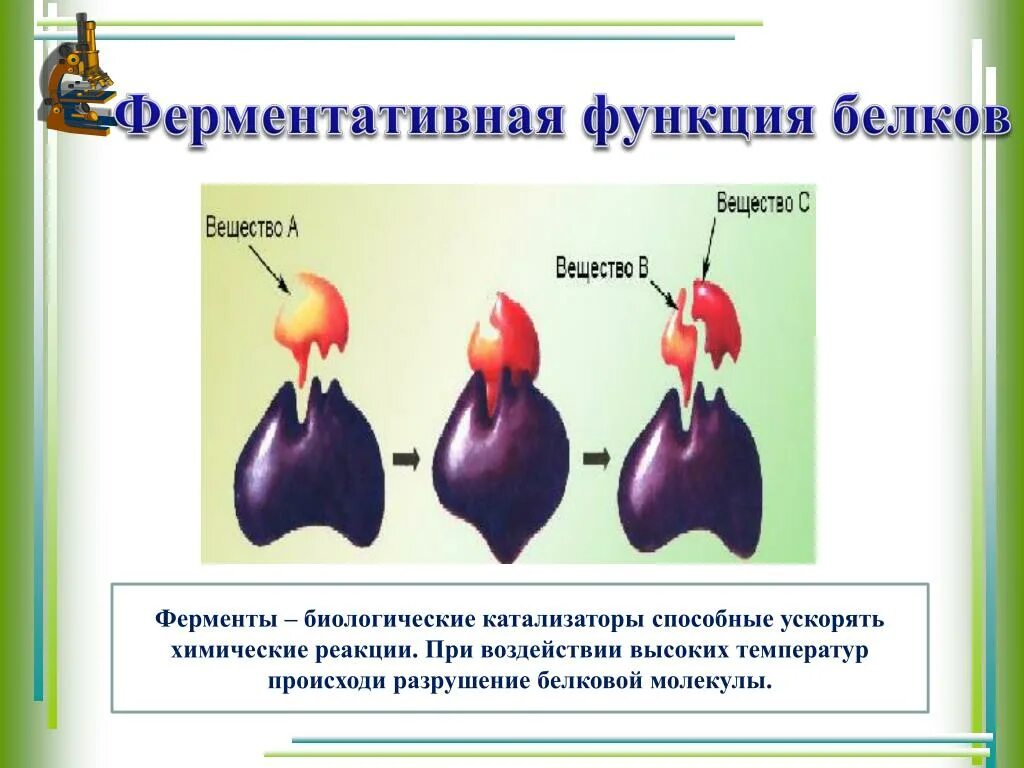 Каталитическая (ферментативная) функция. Ферментативно каталитическая функция белков. Функции белков ермента. Ферментативная функция белка.