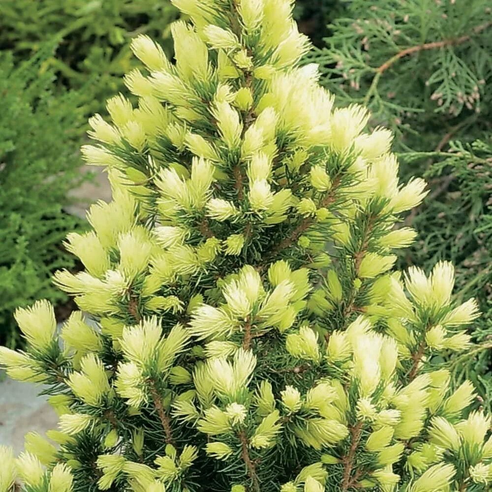 Ель канадская белая. Ель дейзи уайт. Ель канадская дейзи вайт (picea glauca daisy's white). Ель канадская майголд. Ель сизая maigold.