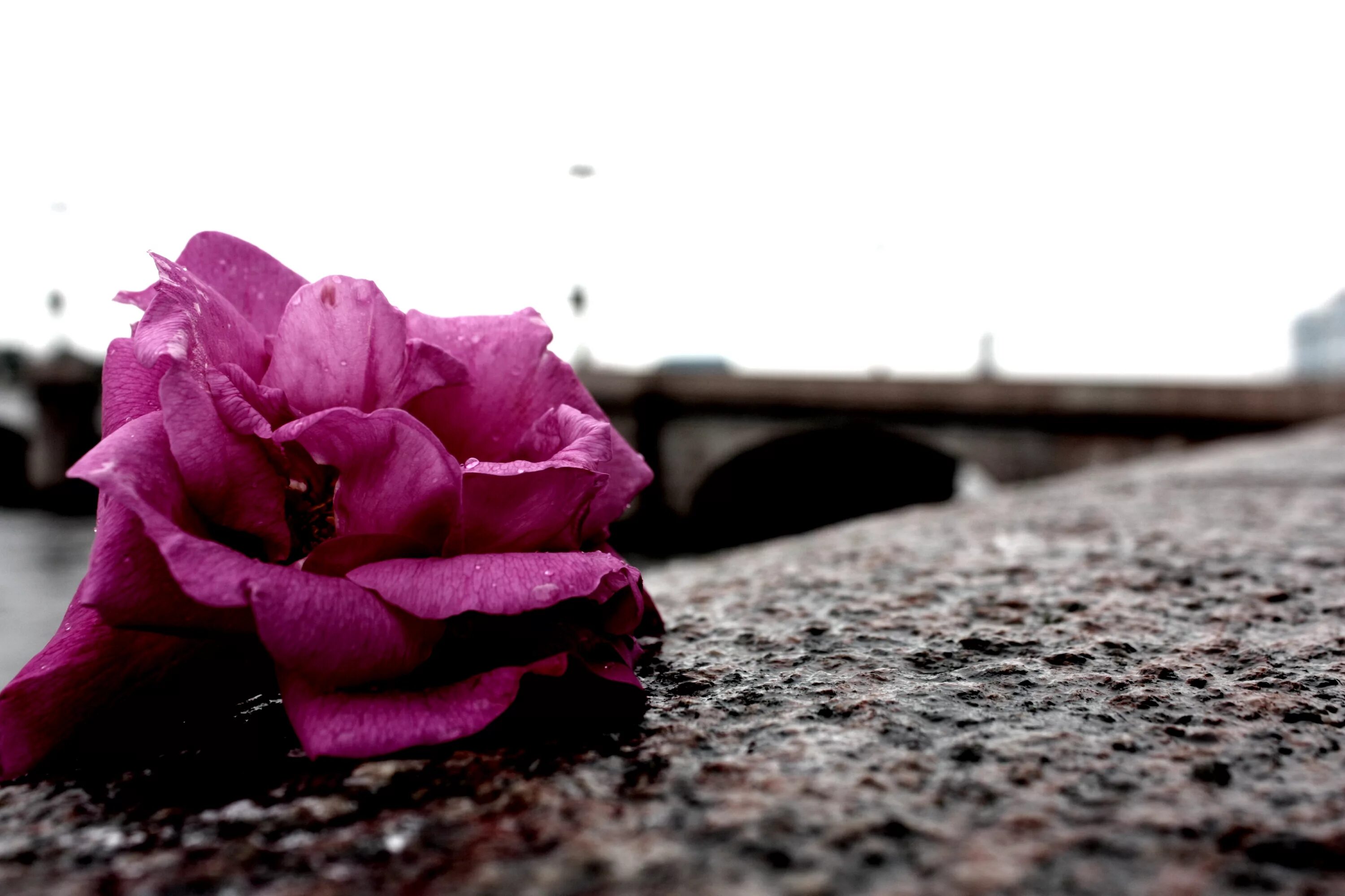 розы в помойке. кинула цветок. сорванный цветок. брошенный букет. выброшенные цветы.