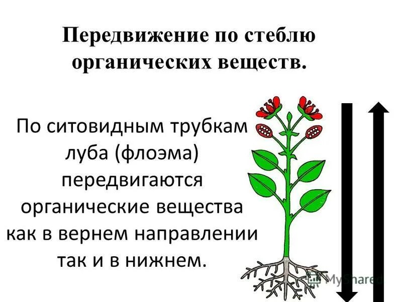 Схема передвижения питательных веществ по растению. Передвижение по стеблю органических веществ. Передвижение органических веществ в растении. Передвижение Минеральных и органических веществ в растении.