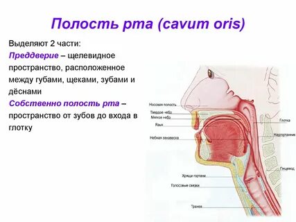 Строение полости рта отделы