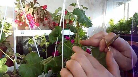 Прищипывают ли герань