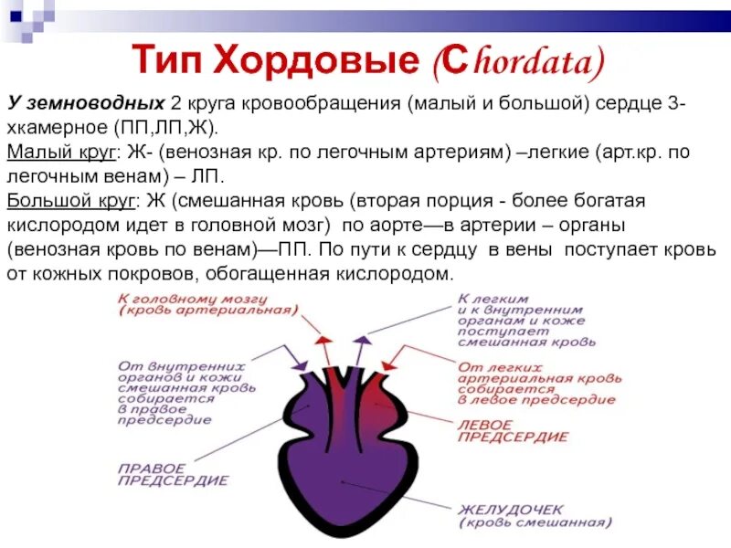 У каких животных появляется 2 круг кровообращения. Малый круг кровообращения у земноводных. эволюция кровеносной системы земноводных. два круга кровообращения у земноводных. большой круг кровообращения у земноводных.