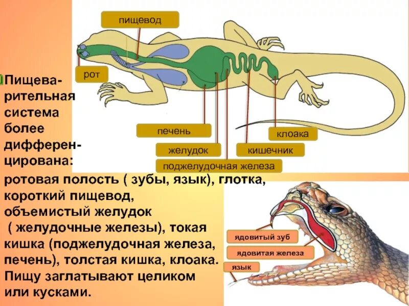 Железы ящериц. Пищеварительная система рептилий. Отделы пищеварительной системы ящерицы. Строение рептилий. Внутреннее строение пресмыкающихся.