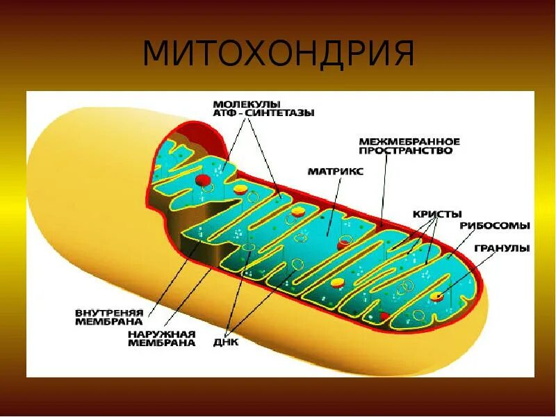 Взаимосвязь митохондрий и рибосом. Митохондрия. Строение митохондрии. Митохондрии рисунок. Митохондрии у человека.