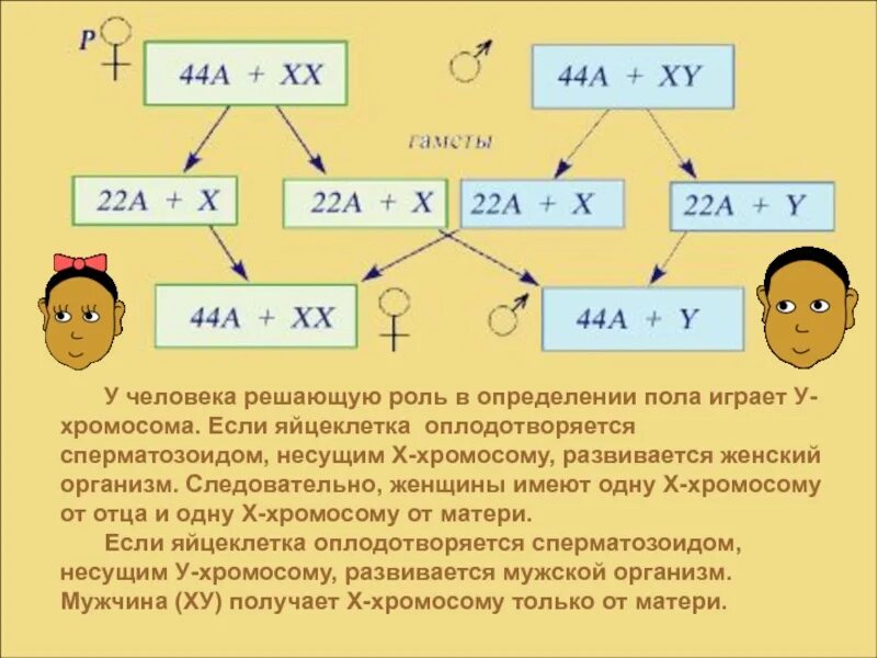 Когда происходит генетическое определение пола у человека. Хромосомное определение пола у человека схема. Теория определения пола схема. Генетическая схема хромосомного определения пола у человека. Генотип. Генетика пола..