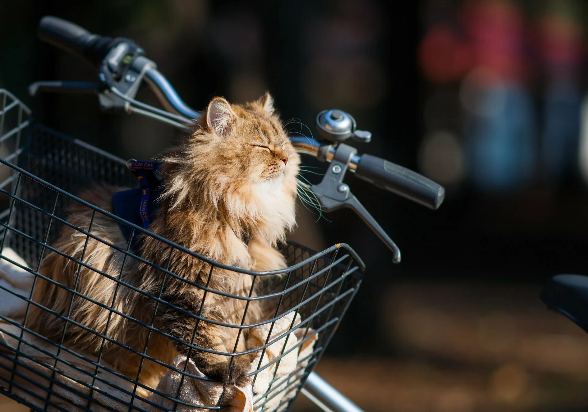 Cat bike. Кот на велосипеде. Кот в корзинке на велосипеде. Корзинка для кошки на велосипед. Рыжий кот на велосипеде.