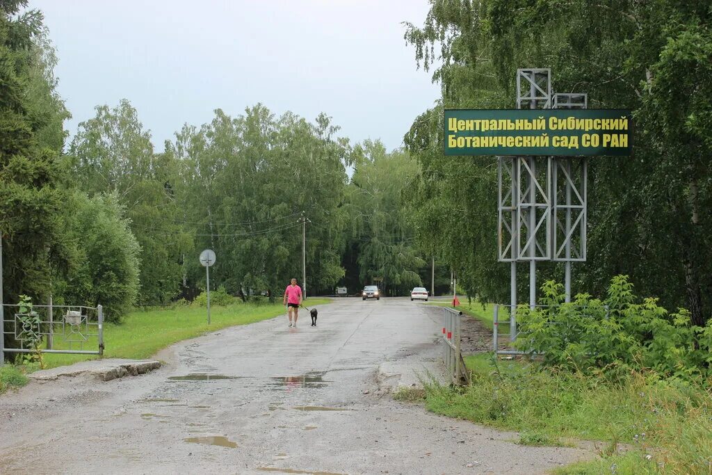 Дендропарк академгородка новосибирск. Центральный новосибирский ботанический сад. Ботсад академгородок новосибирск. Ботанический сад академгородок. Ботанический сад академгородок.