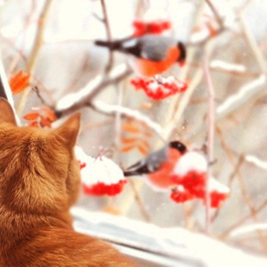 Снегири за окном. Кот с рябиной. Кот и Снегирь. Кот зима Снегирь.