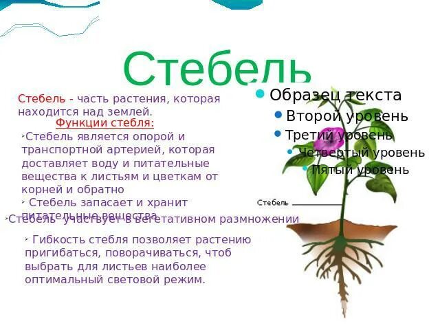 Функция корня стебля. Функции частей растений. Функции частей стебля. Роль частей растения. Функции частей растений 3 класс.