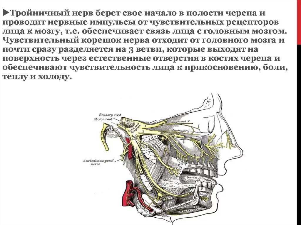 Тройничного нерва 9 букв. Корешок тройничного нерва анатомия. Вторые двигательные Нейроны тройничного нерва располагаются в. Глазной нерв 1 ветвь тройничного нерва. Лицевой нерв и тройничный нерв.