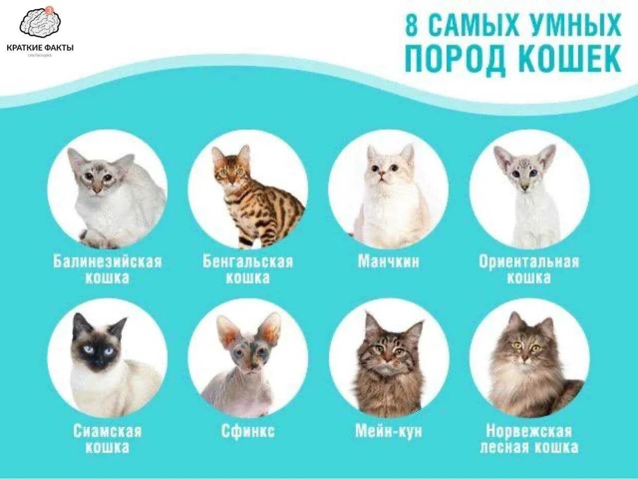 Породы кошек. Породы котов с названиями. Распространенные породы кошек с фотографиями. Породы кошек домашних название. Рейтинг умных пород