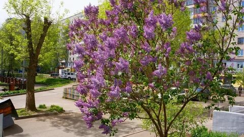 В ботаническом саду 15 кустов сирени две