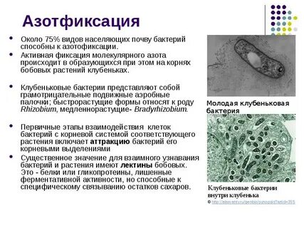 Способность к азотфиксации