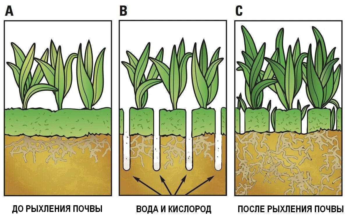 Аэрация почвы. Аэрация почвы схема. Аэрация (рыхление) почвы. Аэрация почвенная. 2 как усилить доступ воздуха к корням