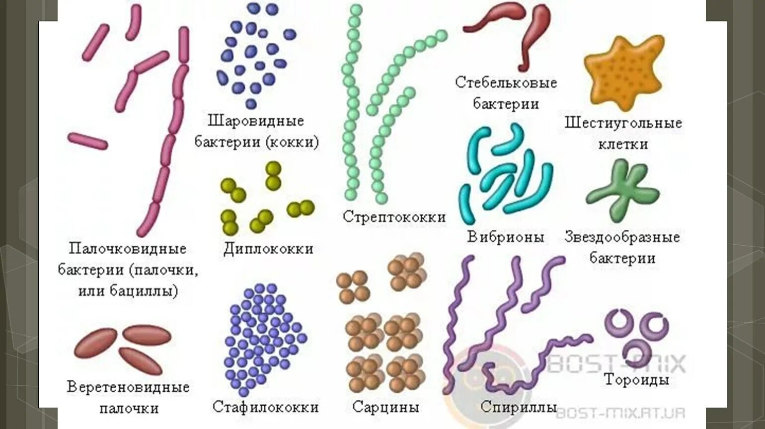 Формы бактерий 9 класс биология. Бактерии названия 2 класс бациллы. Формы бактериальных клеток кокки. Формы бактерий (кокковидные, палочковидные, извитые)..
