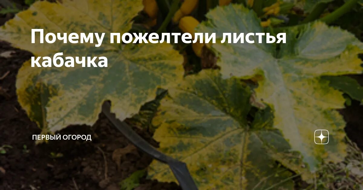Вянут листья у кабачков в открытом грунте. Листья кабачка. Желтеет лист кабачок. Желтые листья на огурцах. Желтеют кабачки чем подкормить.
