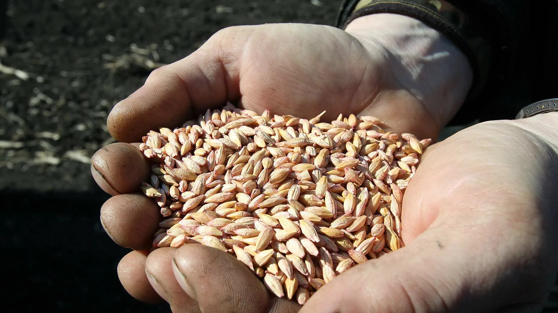 Ячмень производство. Пшеница зерно. Экспорт зерна. Поставки зерна. Посев зерен пшеницы.
