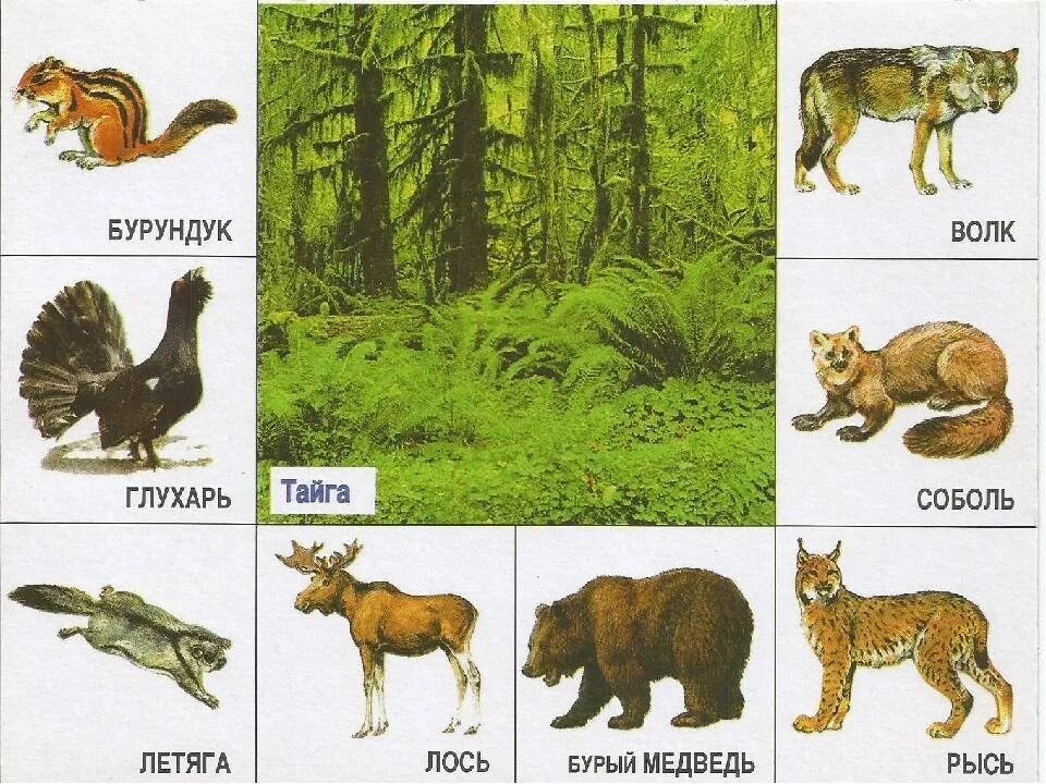 Животные тайги детям