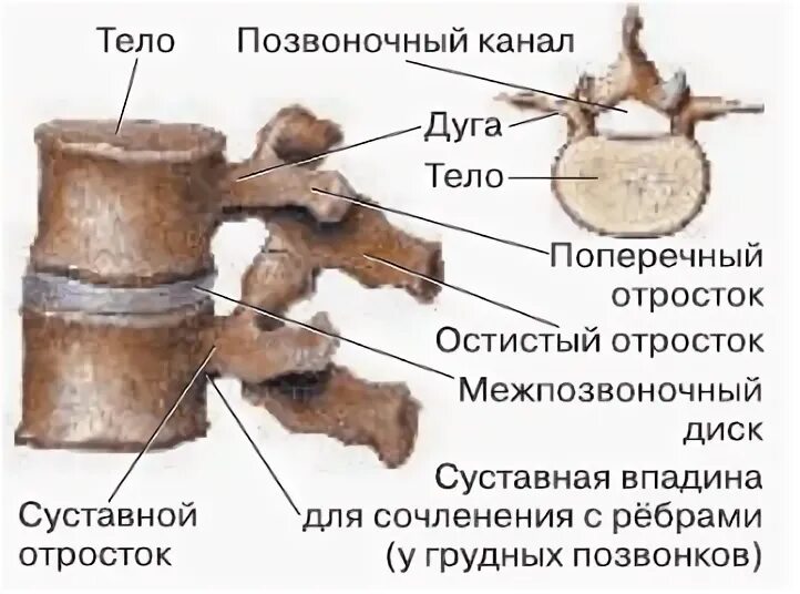 Межпозвоночное отверстие образуется. Межпозвоночное отверстие анатомия. суставной отросток. корни дуг позвонков.