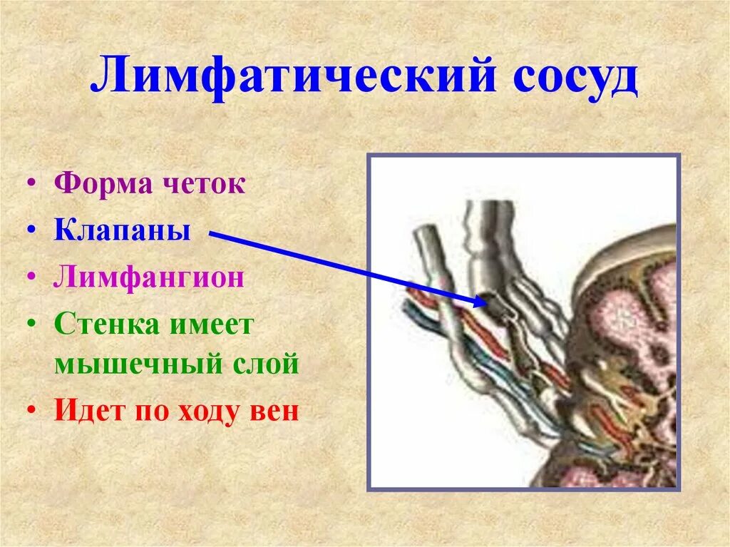 Лимфатические сосуды строение и функции. Лимфатические сосуды строение и функции