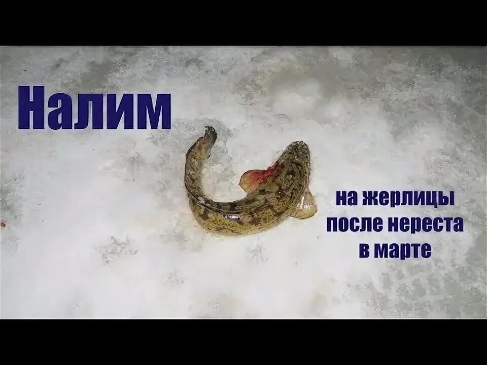 Скороговорка налима ловили. Налим в марте. На мели мы налима. Скороговорка налима лениво ловили. На мели мы налима ловили.