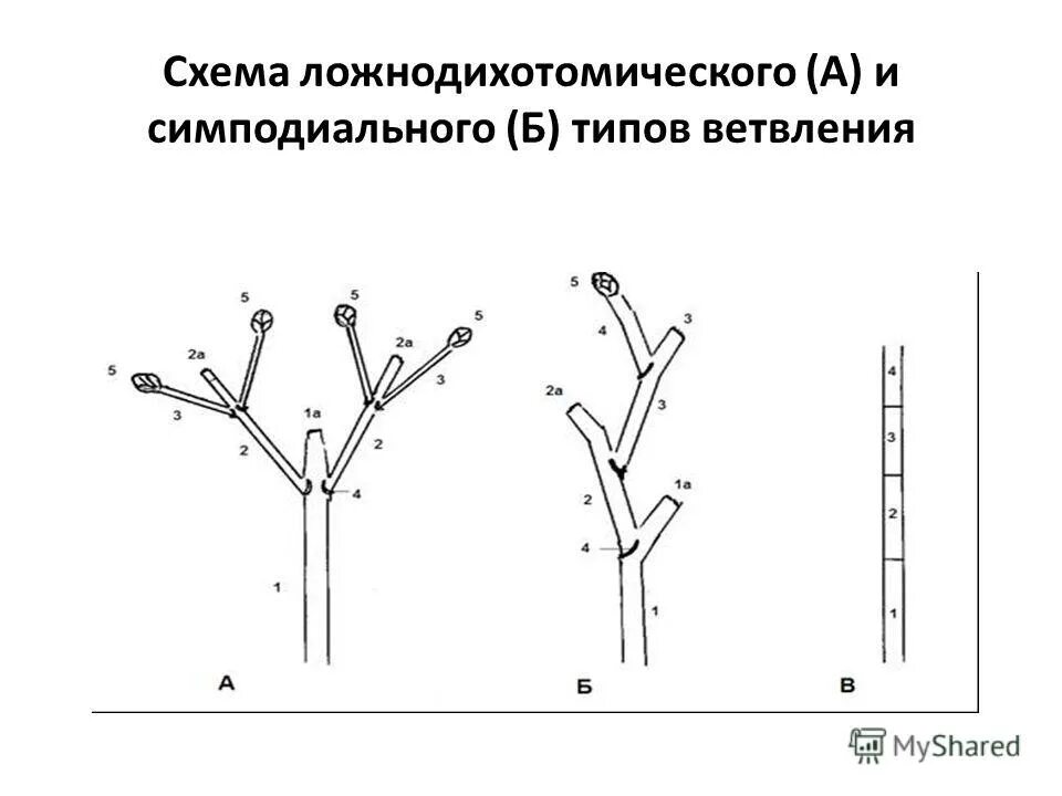 Типы нарастания. Моноподиальное и симподиальное ветвление. Схемы типов ветвления побегов. Ветвление побегов моноподиальное симподиальное дихотомическое. Ветвление побегов растений.