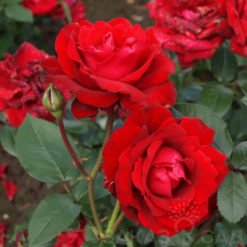 Гибридные розы отзывы. Гибридные розы отзывы. Сорт розы эдди митчелл. Гибридные розы отзывы. Гибридные розы отзывы.