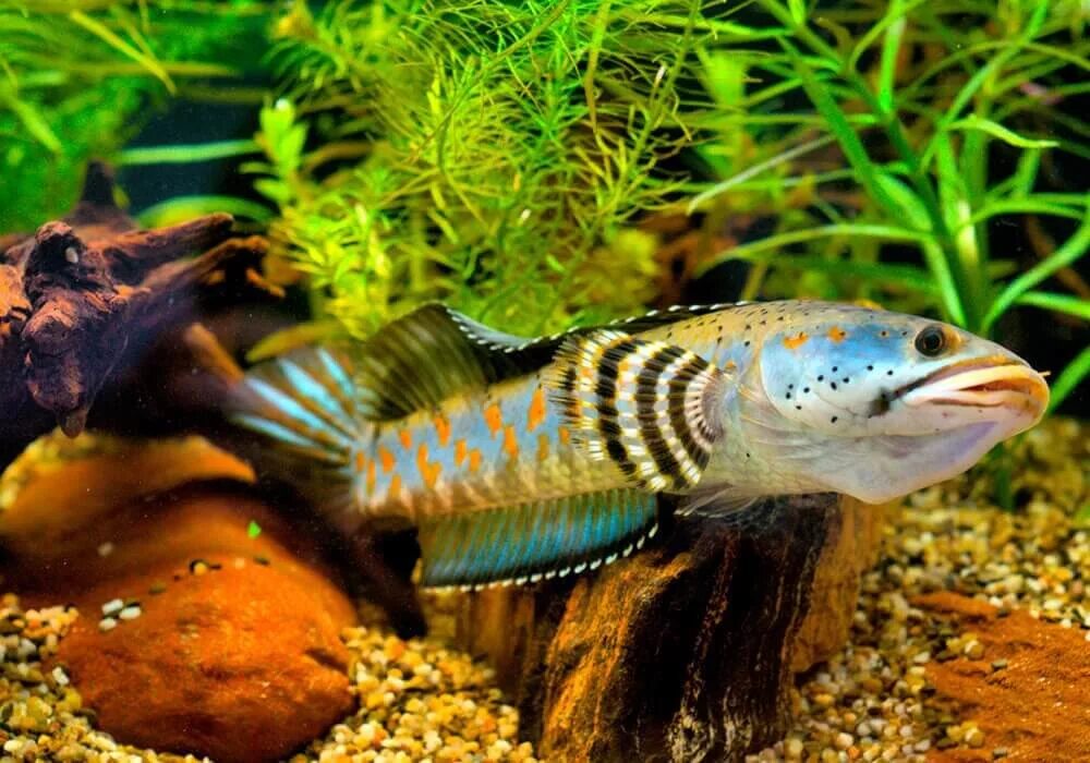 Змееголов рыба. Змееголов аквариумная рыбка. Змееголов глазчатый. Змееголов глазчатый. Змееголов императорский.