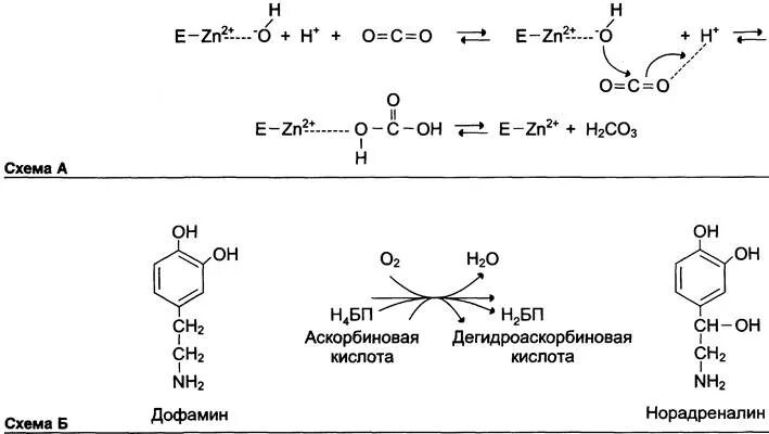 Реакции при участии ионов. Дофамингидроксилаза кофермент. Участие витамина с в синтезе коллагена биохимия. Роль аскорбиновой кислоты в гидроксилировании пролина и лизина. Структура кофермента витамина е.