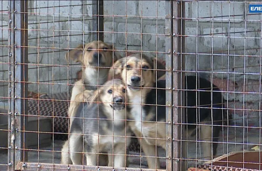 Приют для собак ржевка. Приют для животных елец. Собачий приют в ельце. Приют для животных елец. Приют для собак.