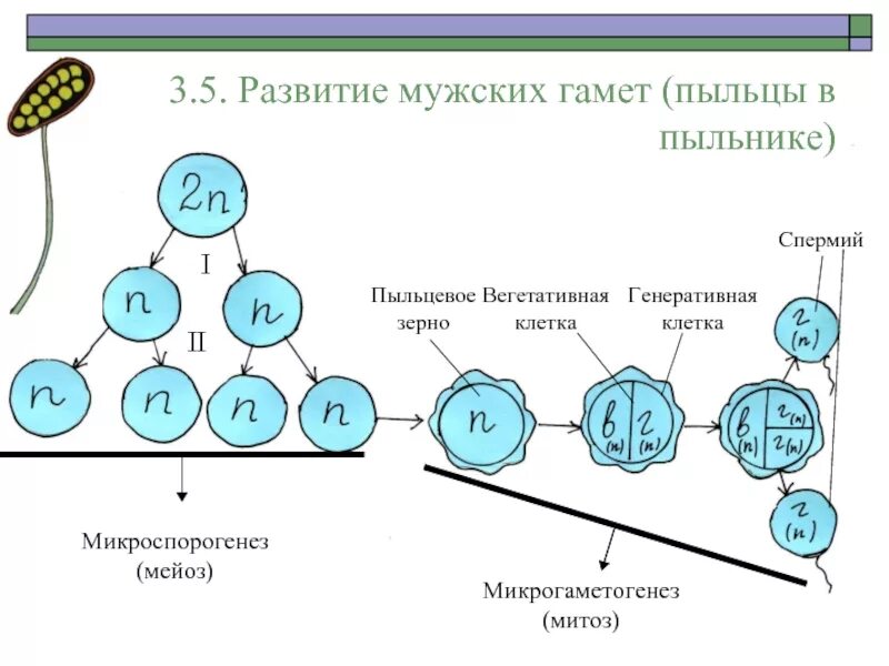 Гаметы образуются митозом. Сперматогенез стадии мейоза. Гаметы образуются митозом. Гаметы образуются митозом. Схема процесса сперматогенеза.